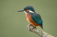 Eisvogel, Alcedo atthis von Gert Hilbink Miniaturansicht