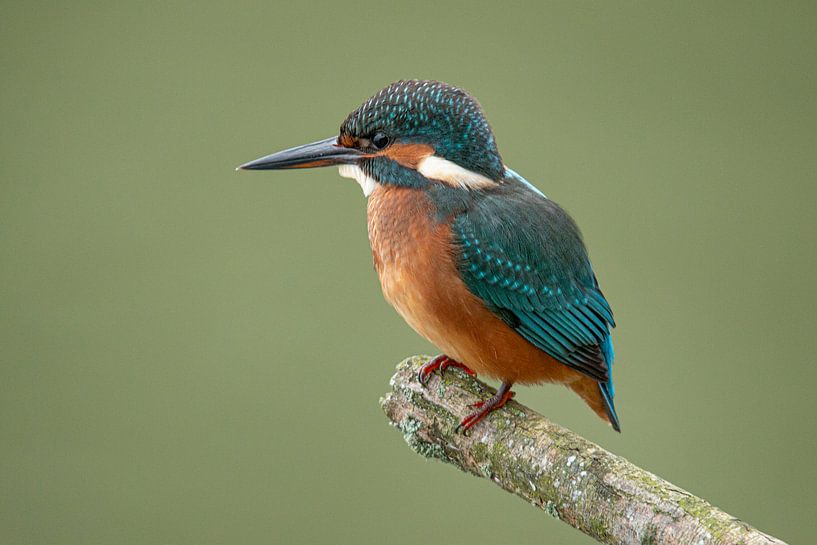 Eisvogel, Alcedo atthis von Gert Hilbink