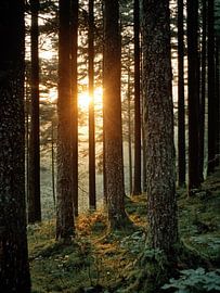 Im Glanz der Natur