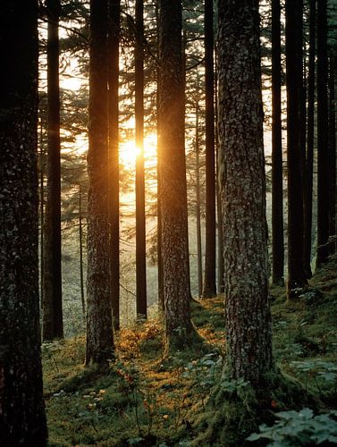 In de pracht van de natuur