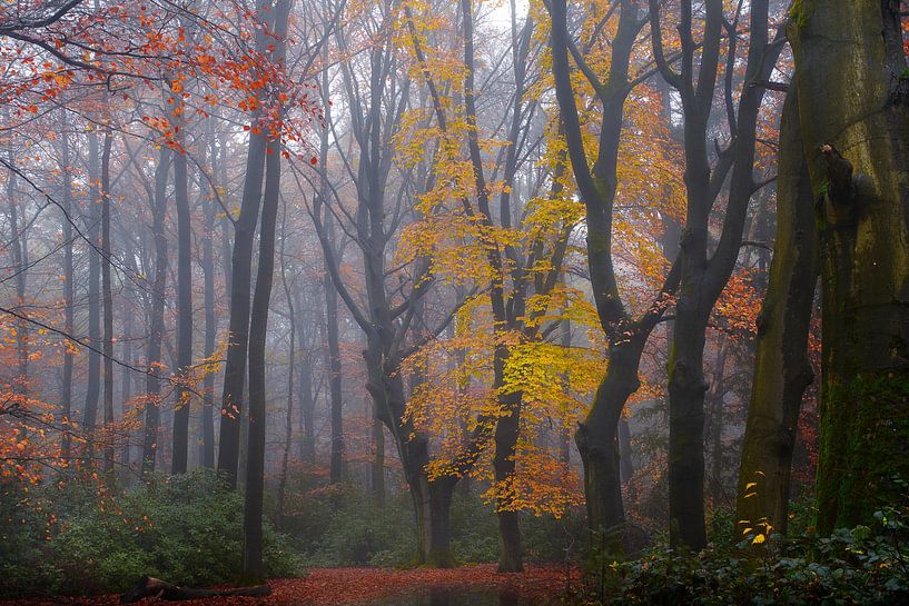 Paix d'automne par Kees van Dongen