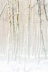 Forêt de bouleaux enneigée