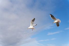 Lachmöwen am Himmel über der Ostsee von Heiko Kueverling
