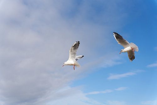 Lachende meeuwen in de lucht boven de Oostzee
