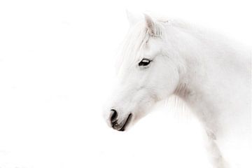 Cheval dans la sérénité blanche Portrait minimaliste