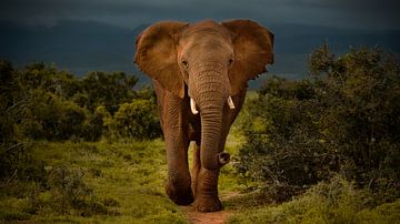 Een imposante bruine olifant van Addo Elephant Park, Zuid-Afrika van Tim van Boxtel