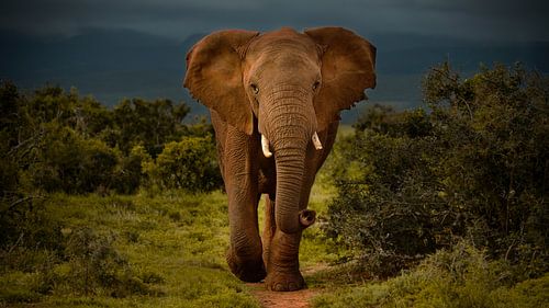 Een imposante bruine olifant van Addo Elephant Park, Zuid-Afrika