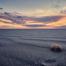 Sfeervolle foto van een schelp op het strand van Edwin van Wijk
