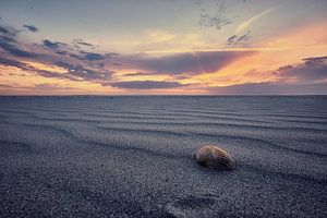 Sfeervolle foto van een schelp op het strand van Edwin van Wijk