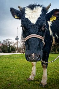 Kuh im Park in der Nähe des Euromasts / Rotterdam von Rob de Voogd / zzapback