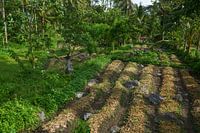 Agriculture around the stones