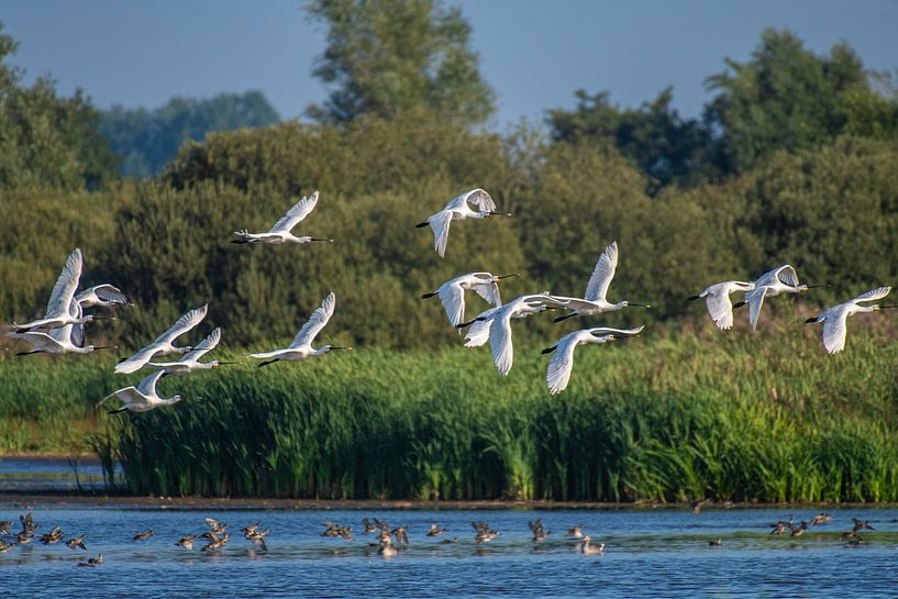 White Spoonbills in flight in a large group. by Brian Morgan