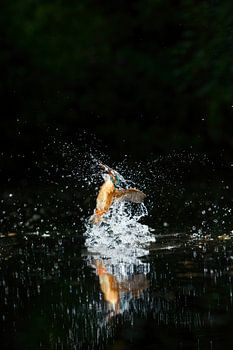 Eisvogel