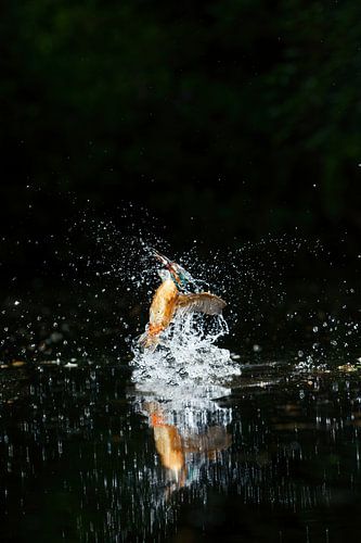 Eisvogel