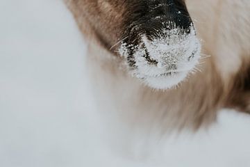 Rendier neus in de sneeuw