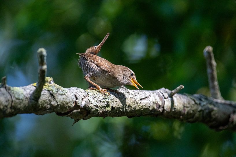 Winter king by Jack Van de Vin