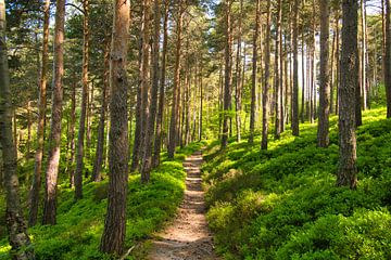 Waldweg in den Vogesen von Tanja Voigt