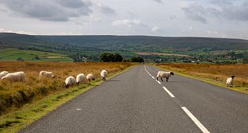 Watch out! Watch out! Sheep crossing by Charlotte Dirkse