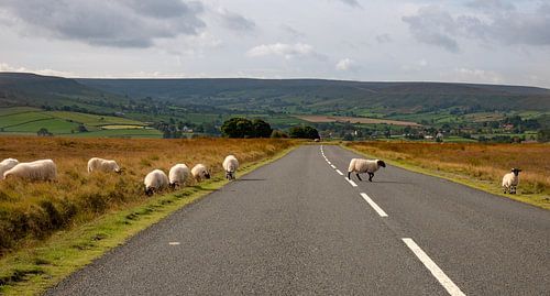 Pas op! Overstekende schapen