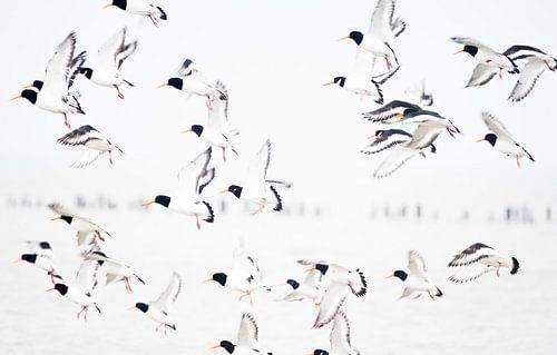 Scholeksters in vlucht