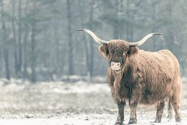 Porträt eines schottischen Hochlandrindes im Schnee von Sjoerd van der Wal Fotografie