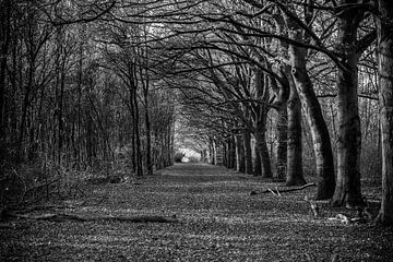 Bos in zwart wit fotografie