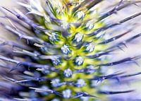Kruisdistel bloem macro