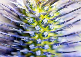 Kruisdistel bloem macro van Van Keppel Studios
