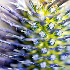 Sea holly flower macro by Van Keppel Studios