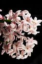 Weleens anders naar een hyacint gekeken? van As Janson thumbnail