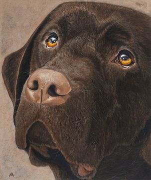 Brun Labrador Retriever