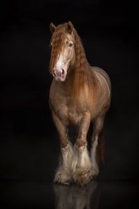Cheval avec chaussettes | photographie de cheval | cheval de trait