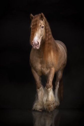 Paard met sokken | horse photography | draft horse