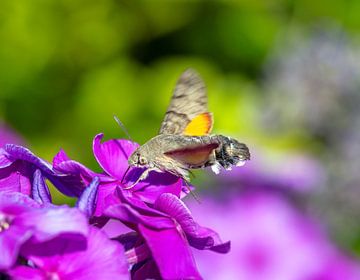 Macro van een vliegende duivenstaart van ManfredFotos