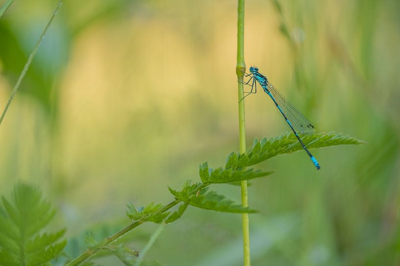 Little lady in green by Moetwil en van Dijk - Fotografie