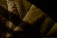 Leaf with shadows