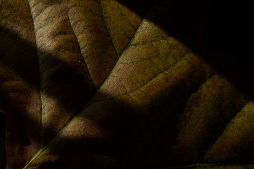 Feuille avec ombres sur Yara Rietdijk