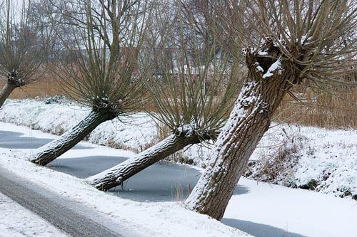 Knotwilgen ondergesneeuwd Woerden