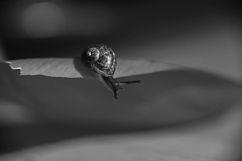 mini snail on adventure by Anja Rijpkema