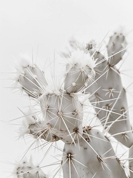 White cactus by haroulita