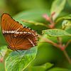 Schöner Schmetterling Siproeta epaphus von Mart Houtman