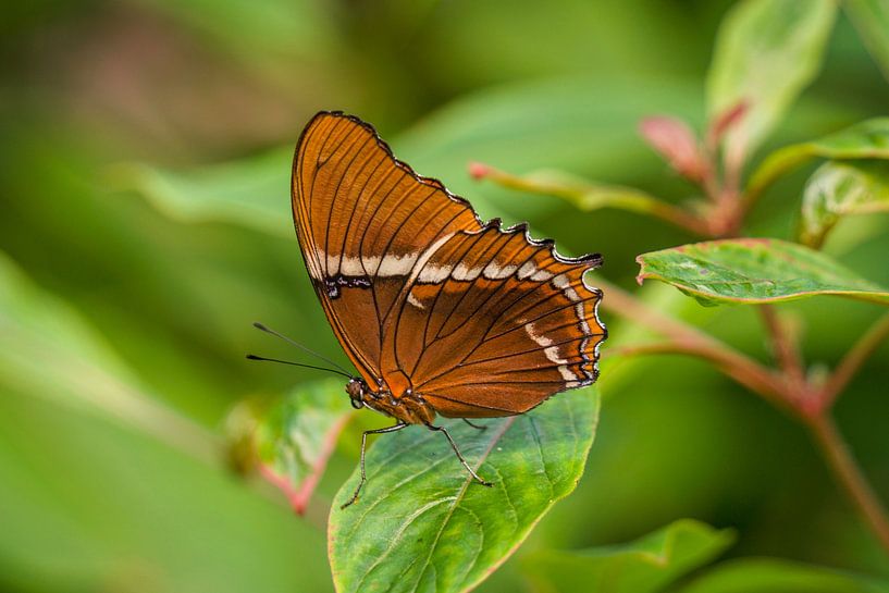 Beautiful Malachite butterfly by Mart Houtman