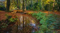 Herbst auf dem Landgut Braak von Henk Meijer Photography Miniaturansicht