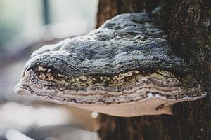 Atmosphärischer Tundra-Pilz auf einem Baumstamm