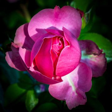 Bloem wilde roos van Dieter Walther