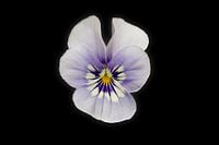 Pansies