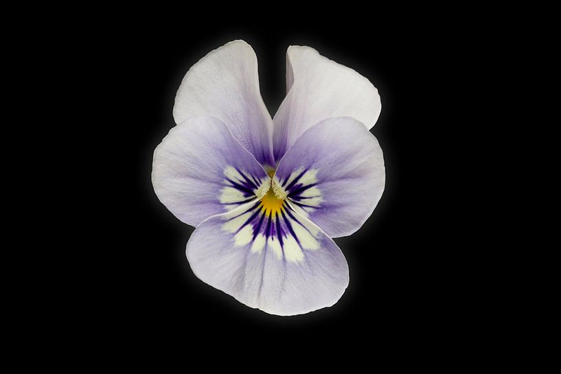 Pansies by Christina Groth-Biswas