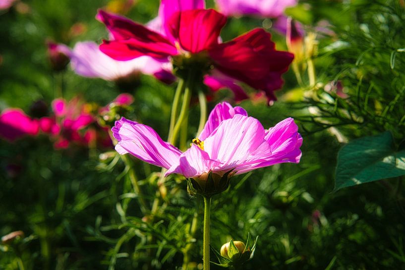 Rode bloem op een bloemenweide met groene vegetatie op de achtergrond. van Martin Köbsch