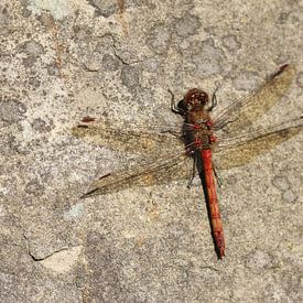 Large damselfly by Matthias Brix