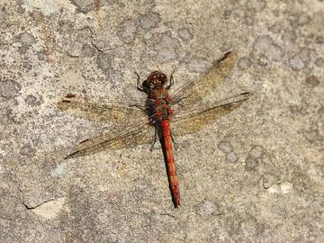 Große Heidelibelle von Matthias Brix